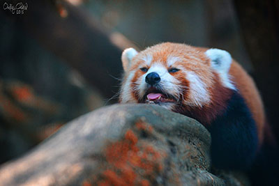 ZOO Jihlava