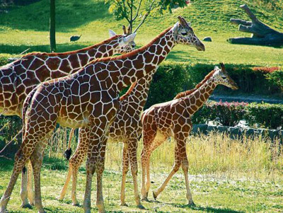 Zoo Dvůr Králové