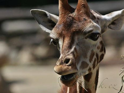 Zoo a zámek Zlín-Lešná