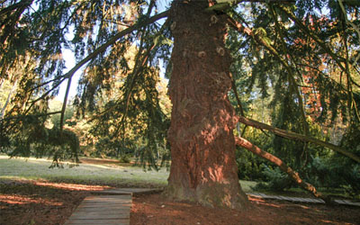 Arboretum Americká zahrada