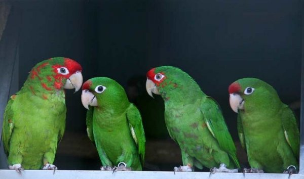 Papouščí zoo