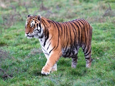 zdroj: www.tigre.sk zdroj: www.tigre.sk